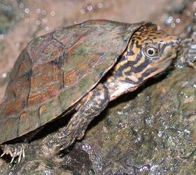 stripe necked musk turtle