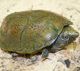 Flattened Musk Turtle