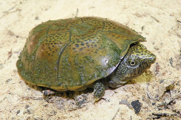 flattened musk turtle