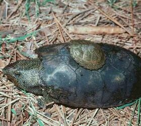musk turtle heat lamp