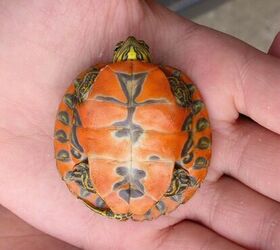 alabama red bellied turtle