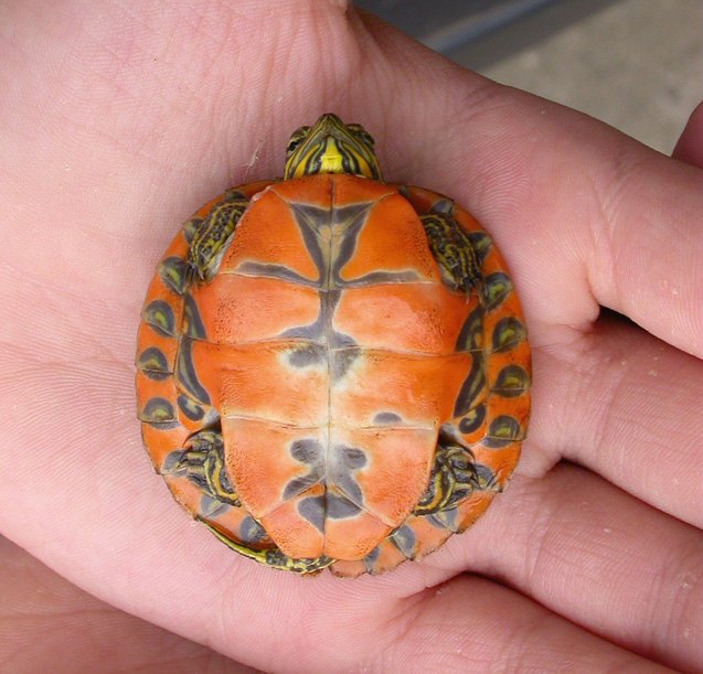 alabama red bellied turtle