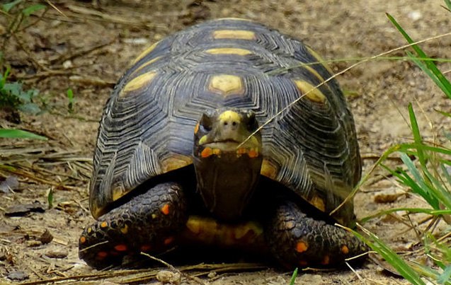 yellow footed tortoise