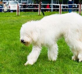 South sales russian sheepdog