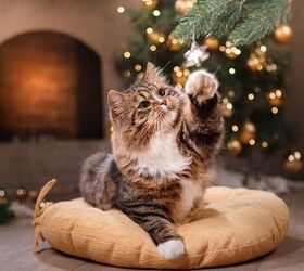 5 Holiday Hazards for Cats