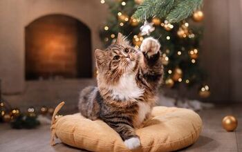 5 Holiday Hazards for Cats