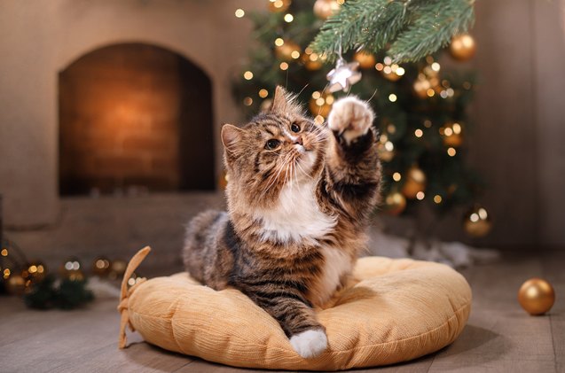 5 holiday hazards for cats