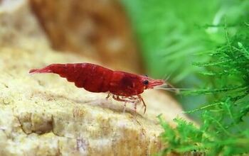 Add Color to Your Tank With Freshwater Shrimp
