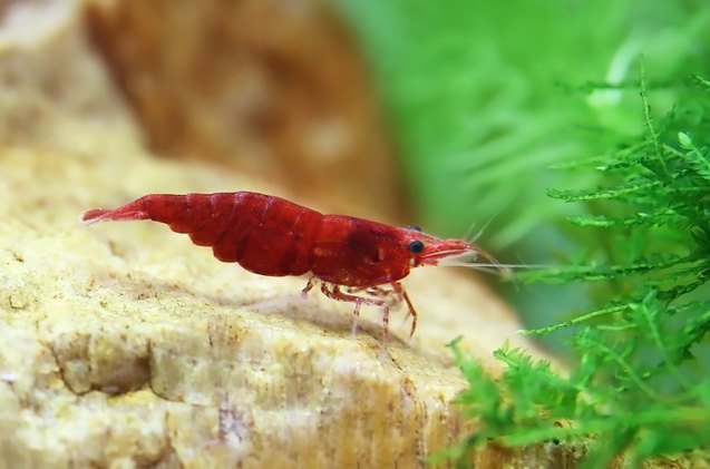 add color to your tank with freshwater shrimp