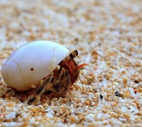 The Benefits of Hermit Crabs in Your Aquarium
