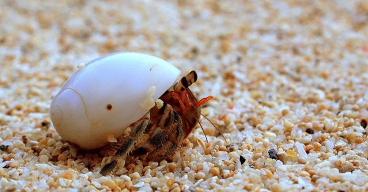 The Benefits of Hermit Crabs in Your Aquarium | PetGuide