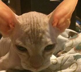 scammer shaves regular cats upsells as rare hairless breed