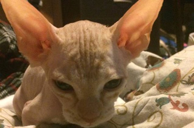 scammer shaves regular cats upsells as rare hairless breed