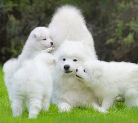 10 Adorable Pics of Majestic Fluff Dogs