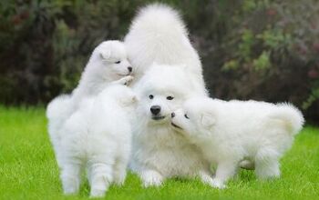 10 Adorable Pics of Majestic Fluff Dogs