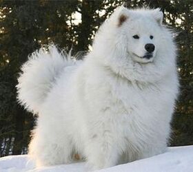 floof ball dog