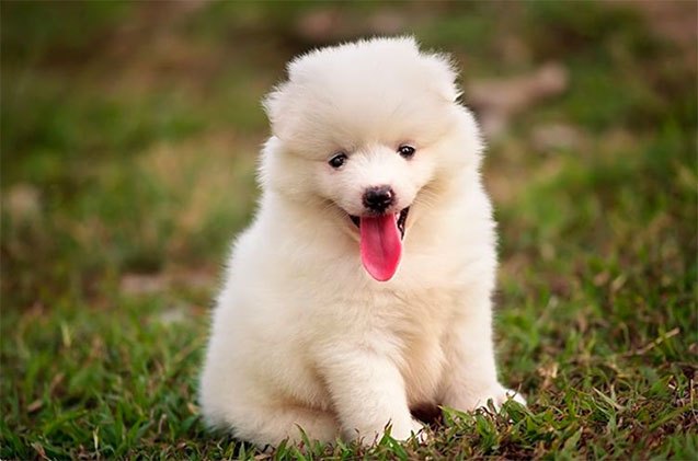 10 adorable pics of majestic fluff dogs