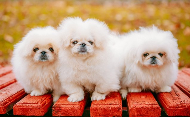 10 adorable pics of majestic fluff dogs