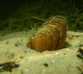 freshwater clams an underutilized invertebrate