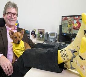 Dogs Trust Wants You To Give Socks, Not Dogs This Holiday Season