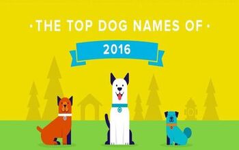 Best Dog Names For 2016 Are Here!