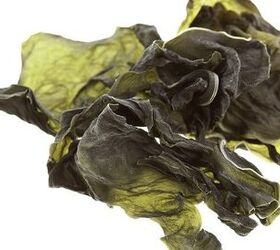 what are the benefits of kelp for dogs