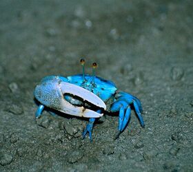 Tips for Keeping Fiddler Crabs in Your Brackish Tank