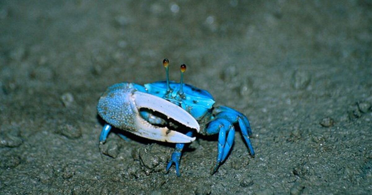 Tips for Keeping Fiddler Crabs in Your Brackish Tank
