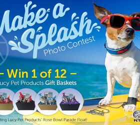 lucy pet products make a splash photo contest