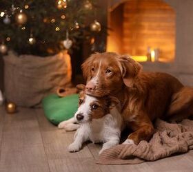 4 Calming Tips to Ensure Stress-Free Pets This Holiday Season