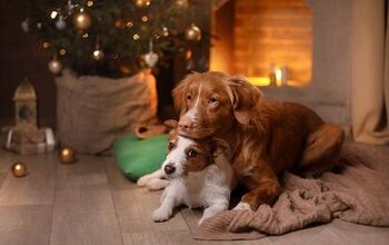 4 Calming Tips to Ensure Stress-Free Pets This Holiday Season