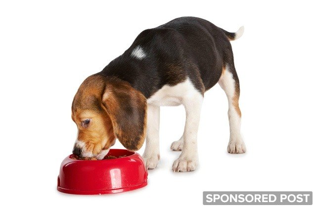 4 crucial considerations when feeding small breed dogs vs large breed dogs