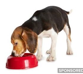 4 Crucial Considerations When Feeding Small Breed Dogs Vs. Large Breed