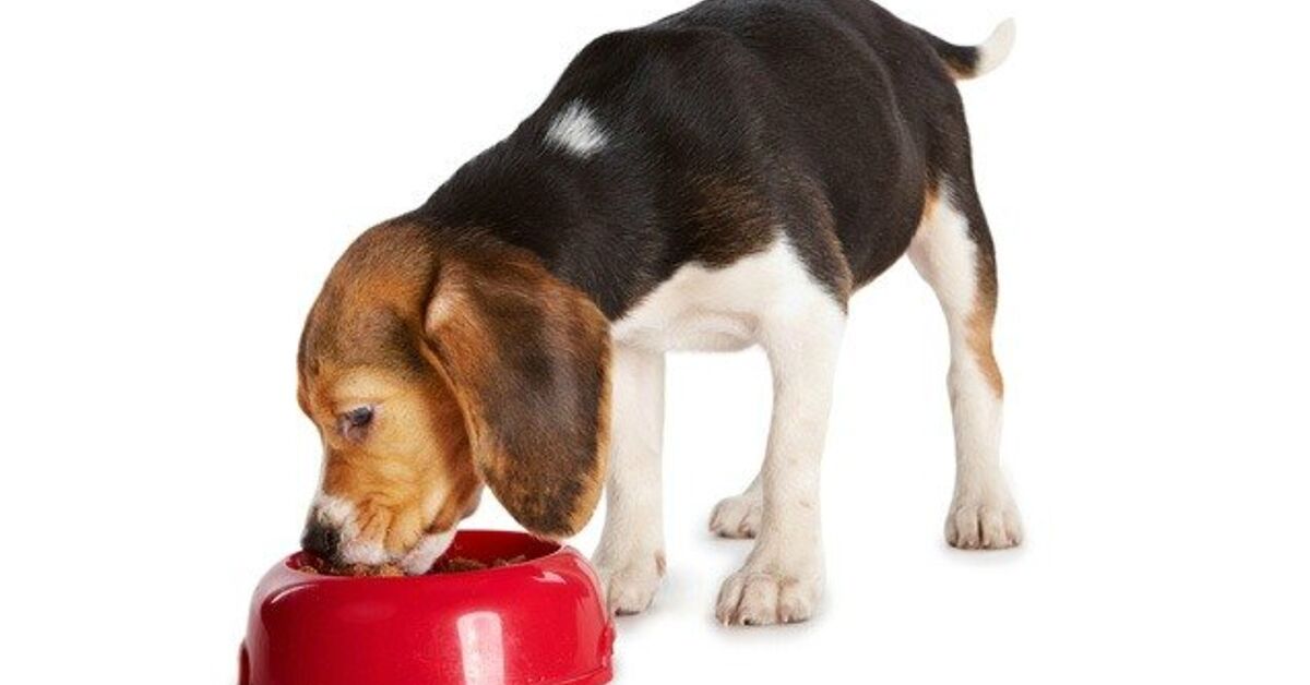 Beautiful view of Small Breed Dogs Differ From Large Breeds Dietary Needs