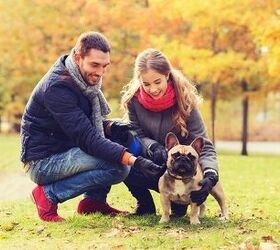 6 Questions to Ask Before You Adopt a Dog With Your Partner