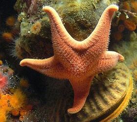 top 3 marine invertebrates for beginners