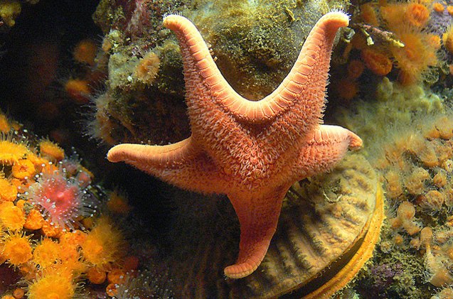 top 3 marine invertebrates for beginners