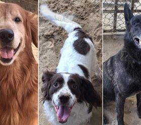 How You Can Help 13 Heroic Hounds Looking For Homes