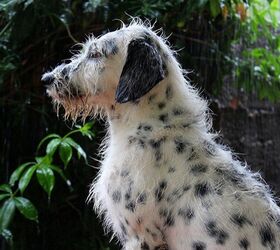 Dalmadoodle Dog Breed Health, Temperament, Training, and PetGuide | PetGuide