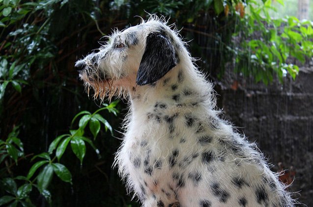 Dalmadoodle Dog Breed Health Temperament Training Feeding And dalmadoodle-dog-breed-health-temperament-training-feeding-and