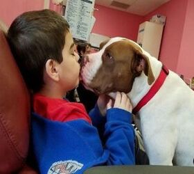 Special Shelter Pittie Gives Canine Comfort To Cancer Patients