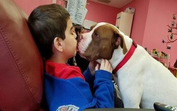 Special Shelter Pittie Gives Canine Comfort To Cancer Patients