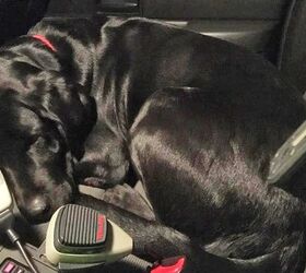 Lost Dog Turns Himself In and Calls Shotgun in Cop Car
