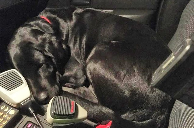 lost dog turns himself in and calls shotgun in cop car