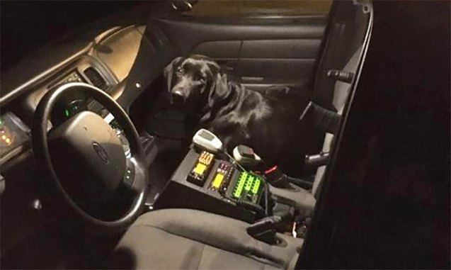 lost dog turns himself in and calls shotgun in cop car