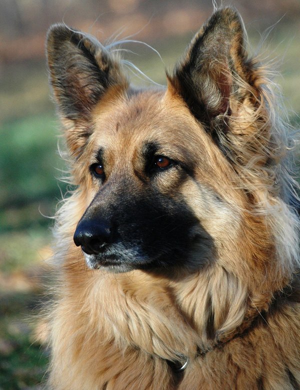 King Shepherd Dog
