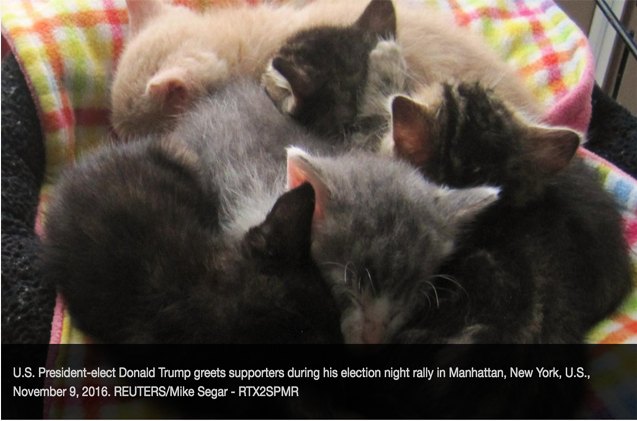 new google chrome extension makes america kittens again