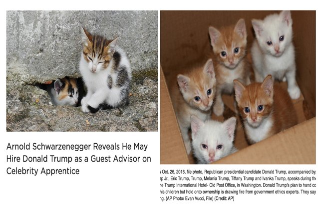 new google chrome extension makes america kittens again