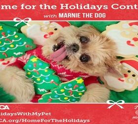 ASPCA Holiday Happenings Benefit Animals This Season