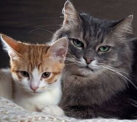 what you need to know about feline anemia